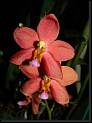 Phalaenopsis bermellon * Rodrigo Remolina 
 * Rodrigo Remolina 
